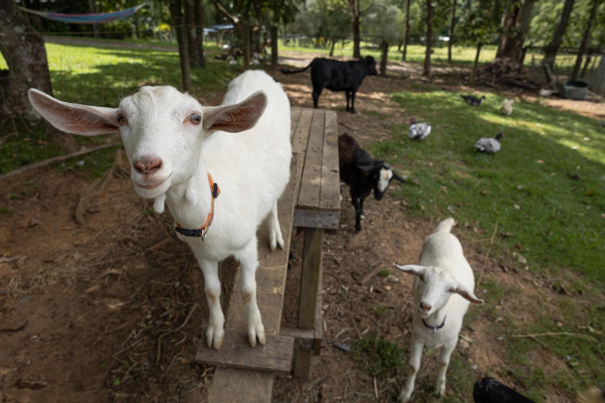 Blackwattle Farm Beerwah Eksteriør bilde